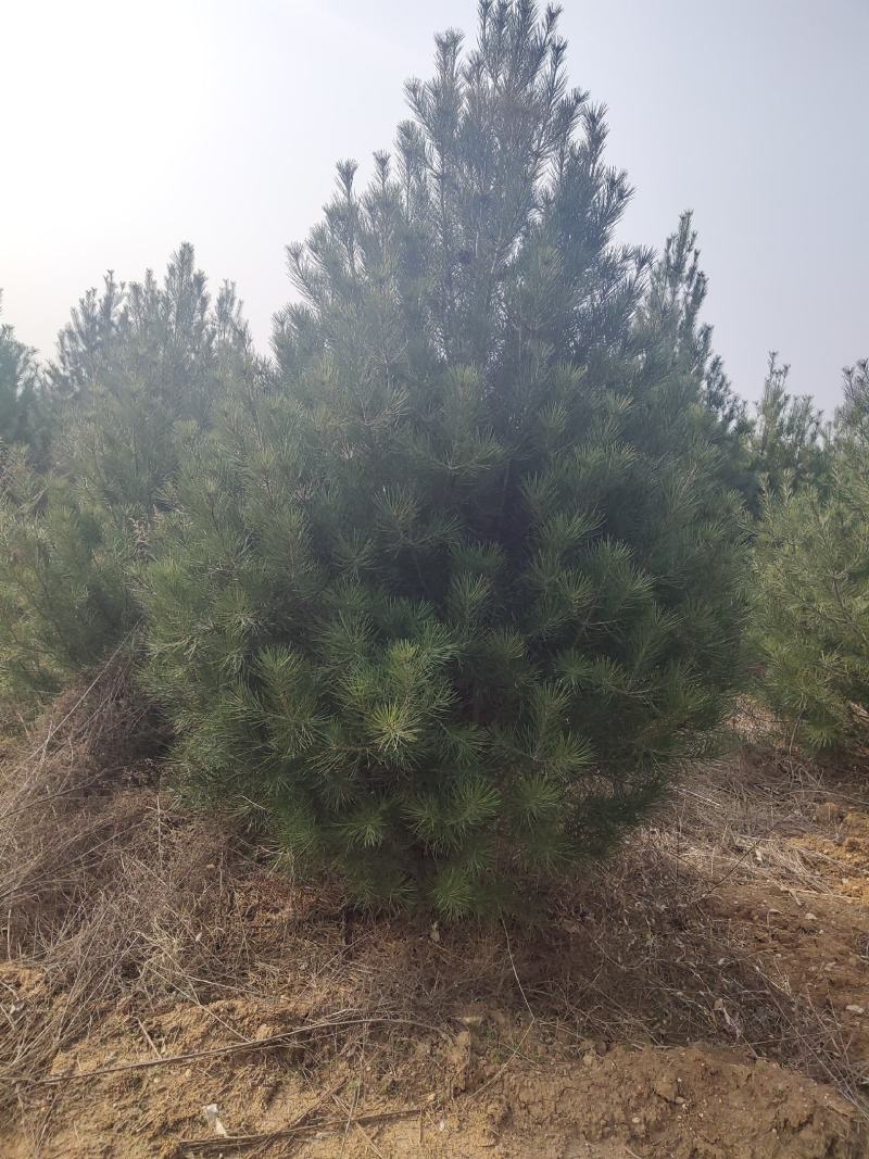 精品白皮松2.5～4米，绿化工程苗木