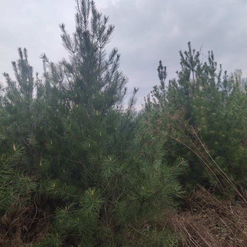 精品白皮松2.5～4米，绿化工程苗木