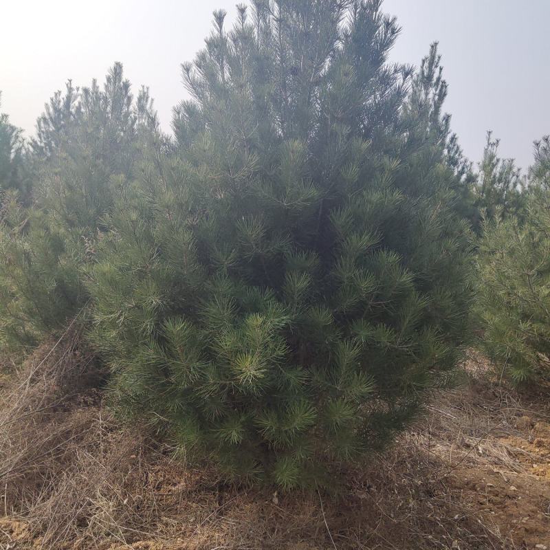 精品白皮松2.5～4米，绿化工程苗木
