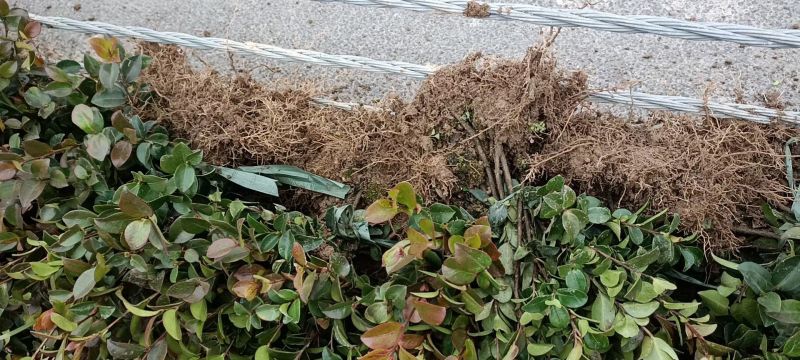 茶梅裸根树型矮小，为常绿灌木，形态兼具茶花和梅花的特色
