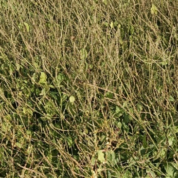 牛膝