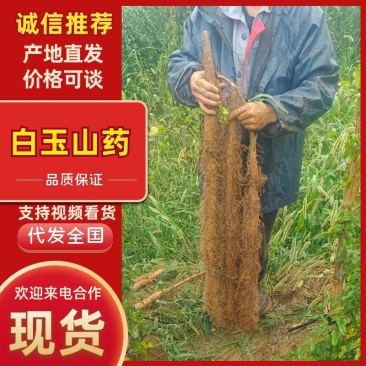 精品白玉山药品质保证产地直发价格优惠诚信经营