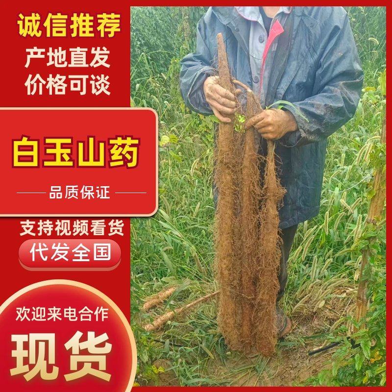 精品白玉山药品质保证产地直发价格优惠诚信经营