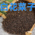 白花菜子中药材无硫精选正品中药材合作共赢诚信经营