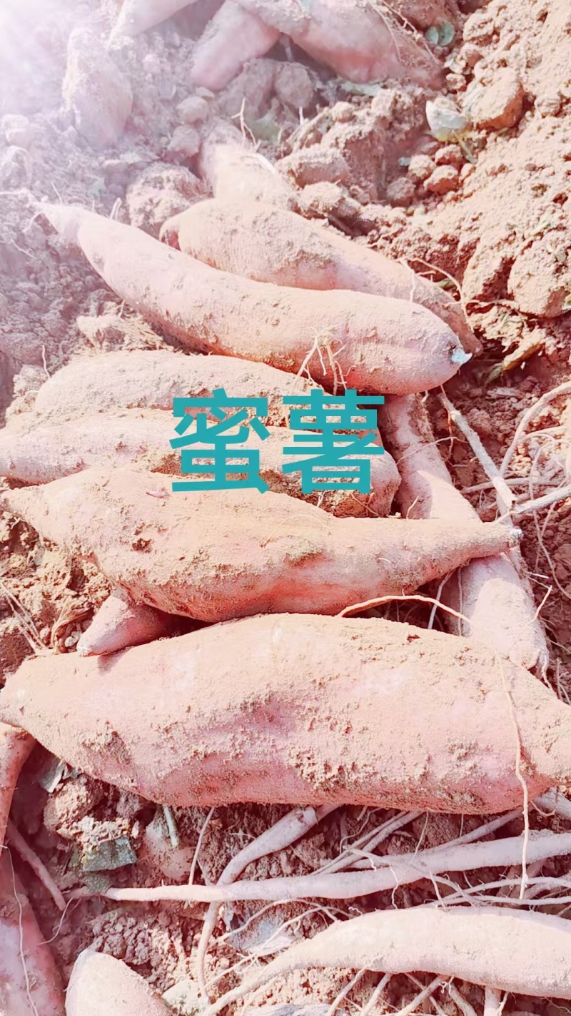 哈蜜西瓜红龙九烟薯大量现货一手货源并有专业团队为你服务