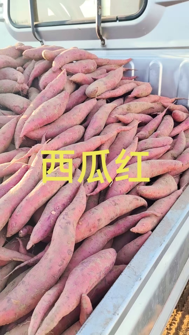 哈蜜西瓜红龙九烟薯大量现货一手货源并有专业团队为你服务