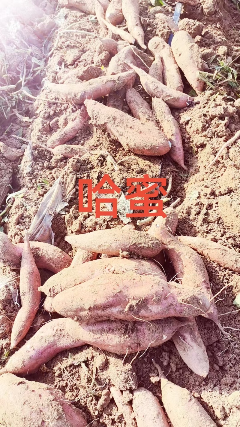 哈蜜西瓜红龙九烟薯大量现货一手货源并有专业团队为你服务