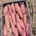 哈蜜西瓜红龙九烟薯大量现货一手货源并有专业团队为你服务