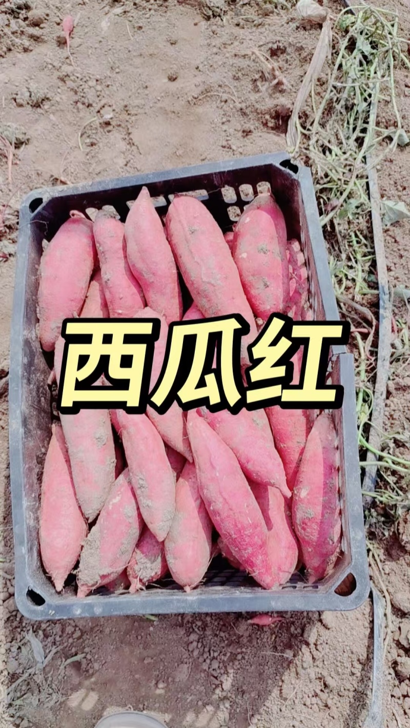 哈蜜西瓜红龙九烟薯大量现货一手货源并有专业团队为你服务