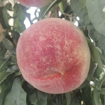 精品金秋红蜜大量上市中