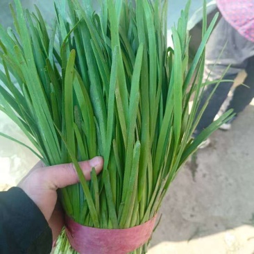 精品暖棚韭菜(头刀)