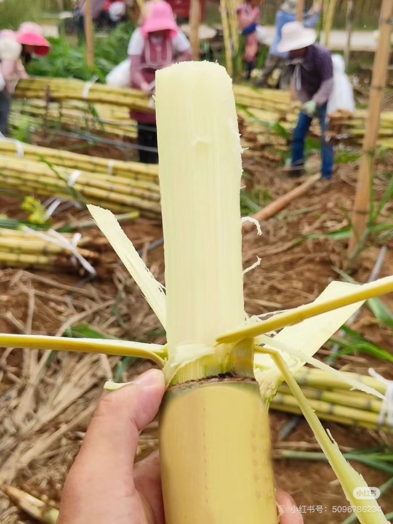 黄皮甘蔗广东黄皮甘蔗万亩基地持续供应欢迎来电咨询