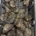 有机活鲍可溯源规格齐全对接各大商超量大从优