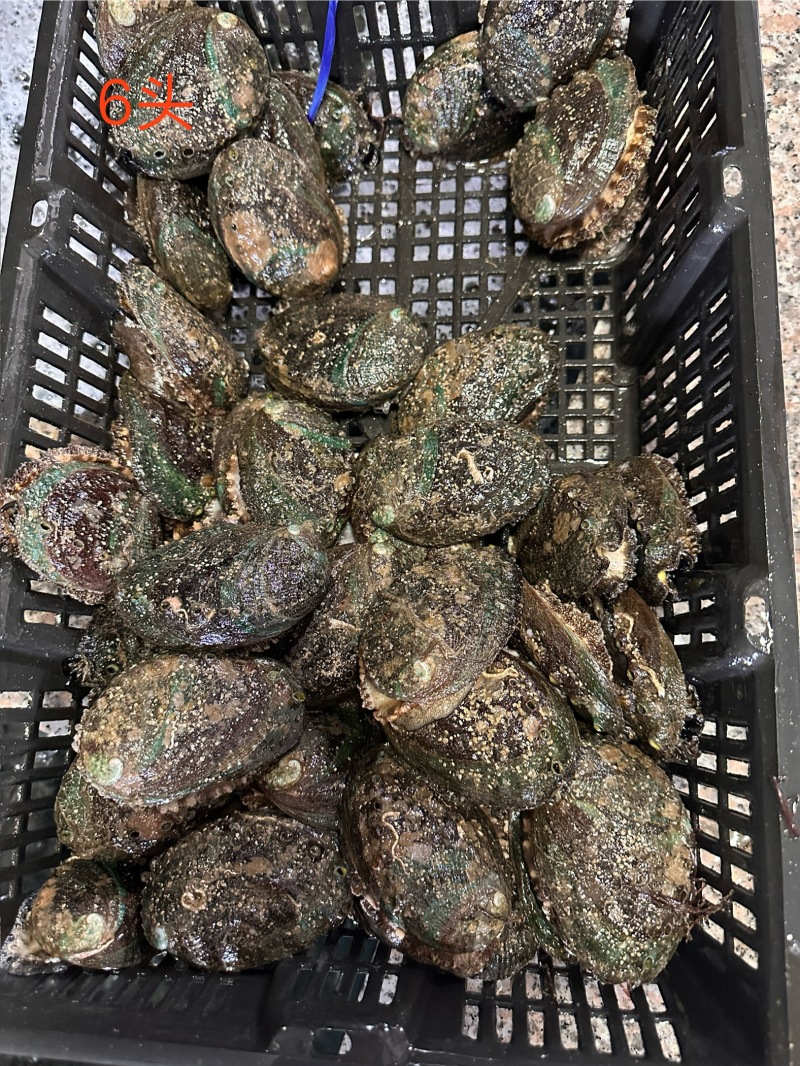 有机活鲍可溯源规格齐全对接各大商超量大从优