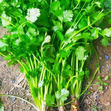 大叶香菜千亩产地陕西直销可对接全国电商市场商超视频看货