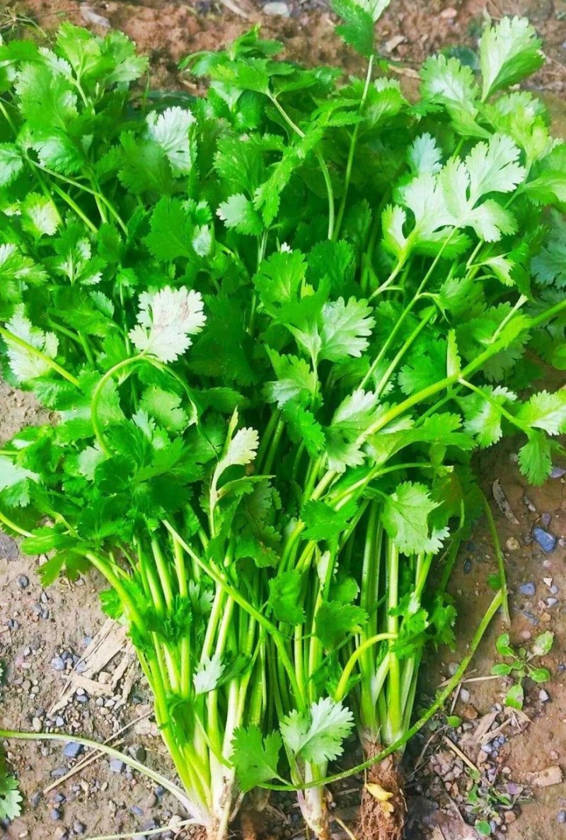 大叶香菜千亩产地陕西直销可对接全国电商市场商超视频看货
