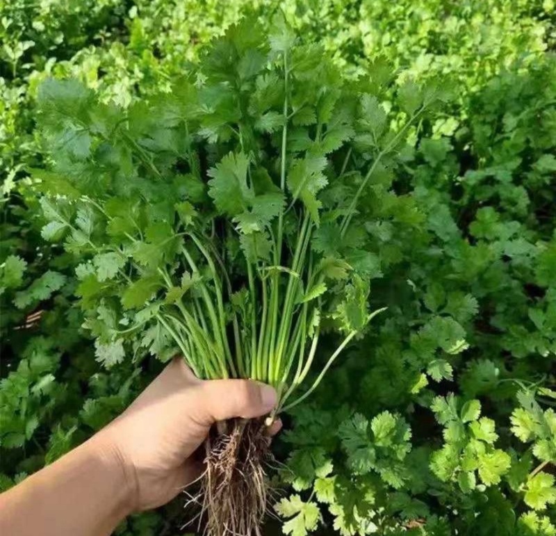 大叶香菜千亩产地陕西直销可对接全国电商市场商超视频看货