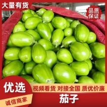 河南内黄冷棚无籽青茄，可对接全国各大档口，商超电商