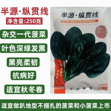 半源纵贯线菠菜种子秋冬春耐寒越冬菠菜种子抗病好黑亮柔韧