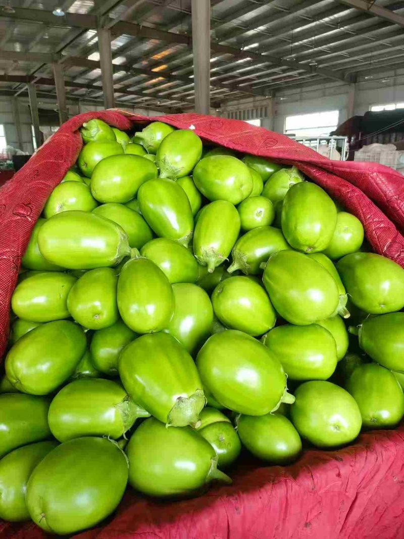 河南内黄冷棚无籽青茄，可对接全国各大档口，商超电商