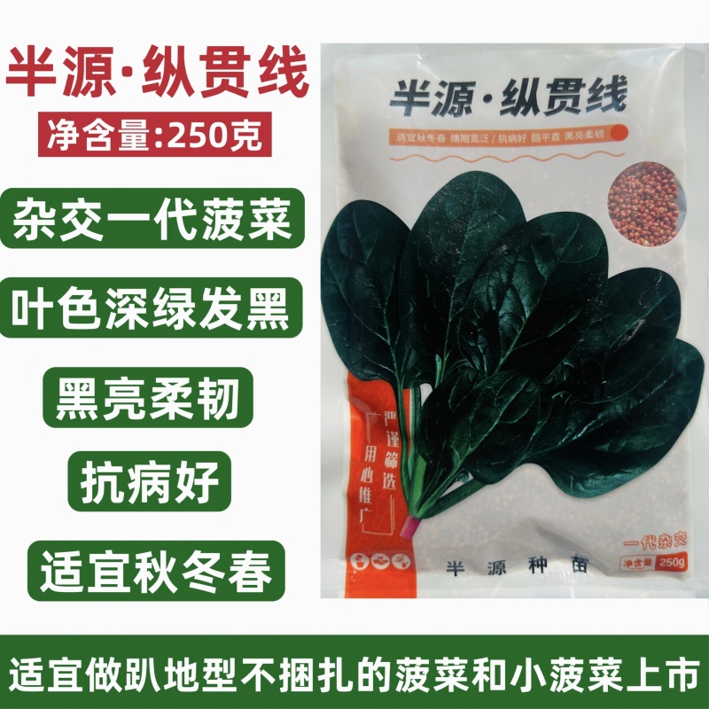 半源纵贯线菠菜种子秋冬春耐寒越冬菠菜种子抗病好黑亮柔韧
