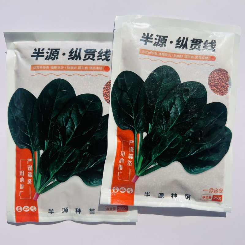 半源纵贯线菠菜种子秋冬春耐寒越冬菠菜种子抗病好黑亮柔韧