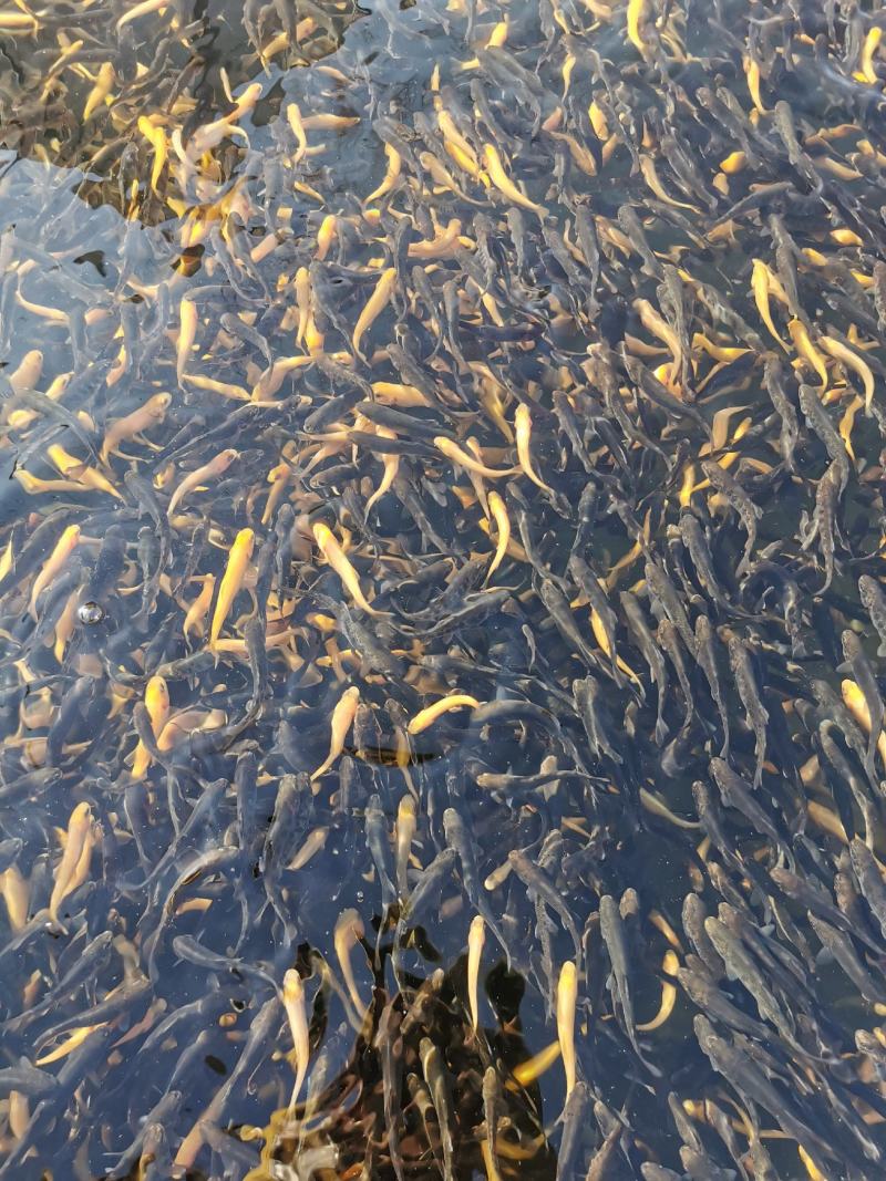 优质虹金鳟鱼苗