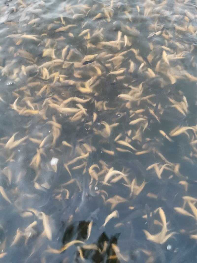 优质虹金鳟鱼苗