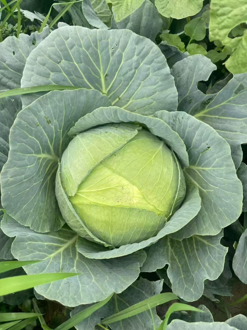 圆包菜，开封通许产地直发，绿甘蓝绿包菜洋白菜量大从优