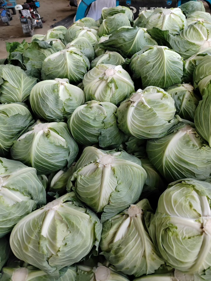 圆包菜，开封通许产地直发，绿甘蓝绿包菜洋白菜量大从优
