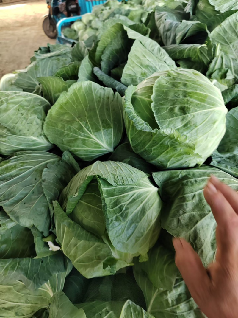 圆包菜，开封通许产地直发，绿甘蓝绿包菜洋白菜量大从优