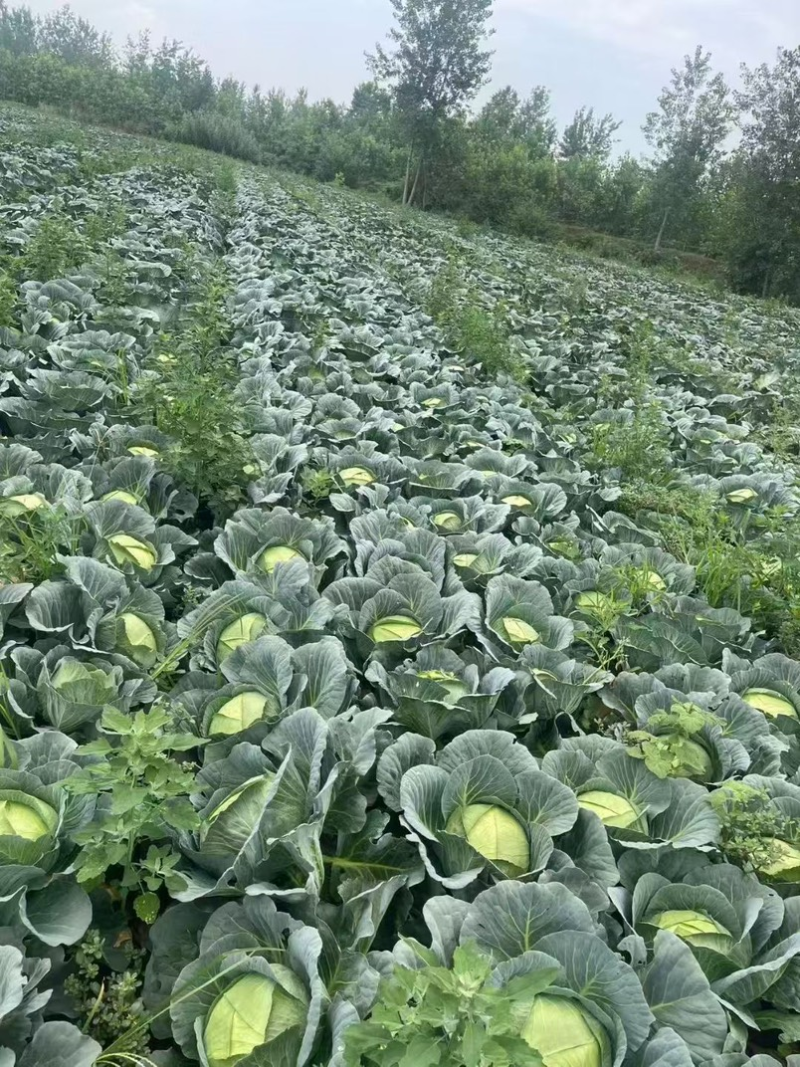 圆包菜，开封通许产地直发，绿甘蓝绿包菜洋白菜量大从优