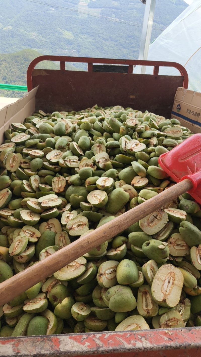 中国药用木瓜第一村皱皮木瓜