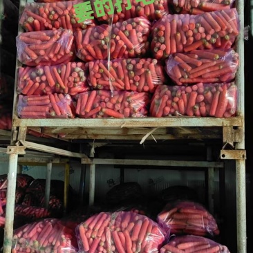 养殖红萝卜，长期供应，黄粉虫，养羊，牛，等等
