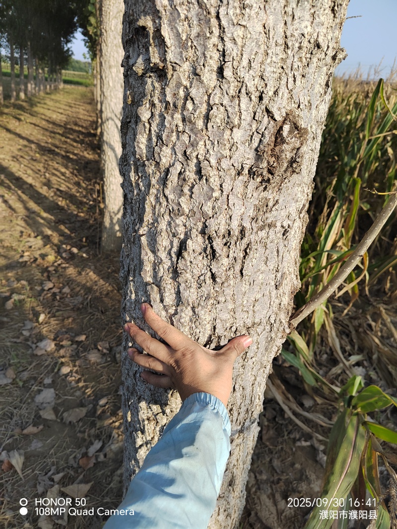杨树47棵