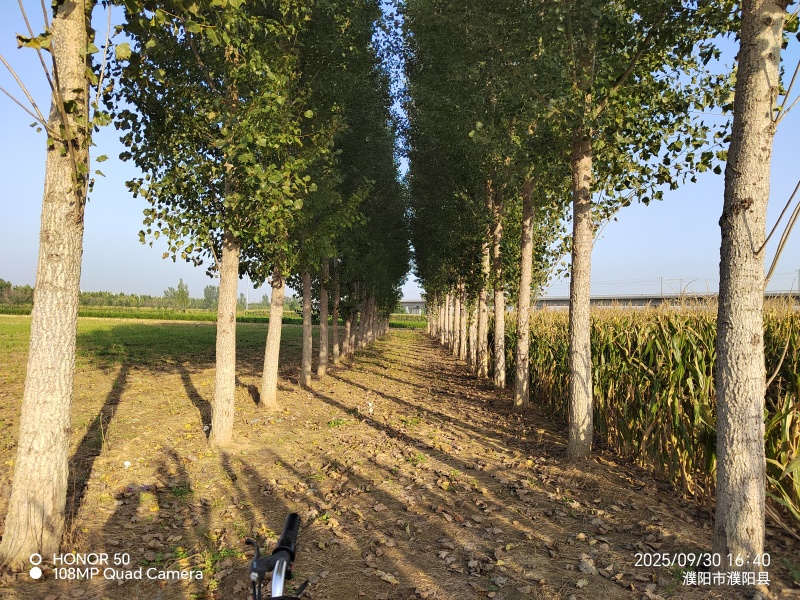 杨树47棵
