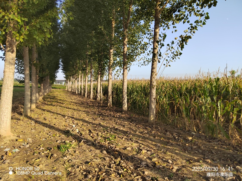 杨树47棵