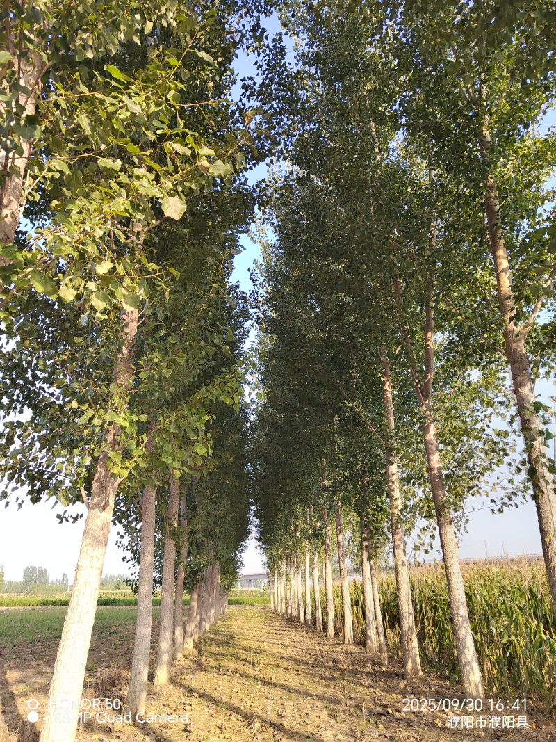 杨树47棵