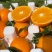 爱媛橙38号果冻橙产地直销量大从优可视频看货对接全国电商