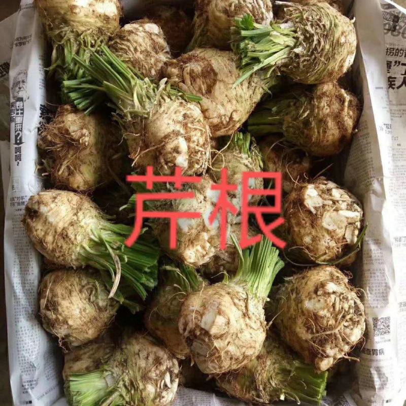 芹根，支持一件代发，常年有货
