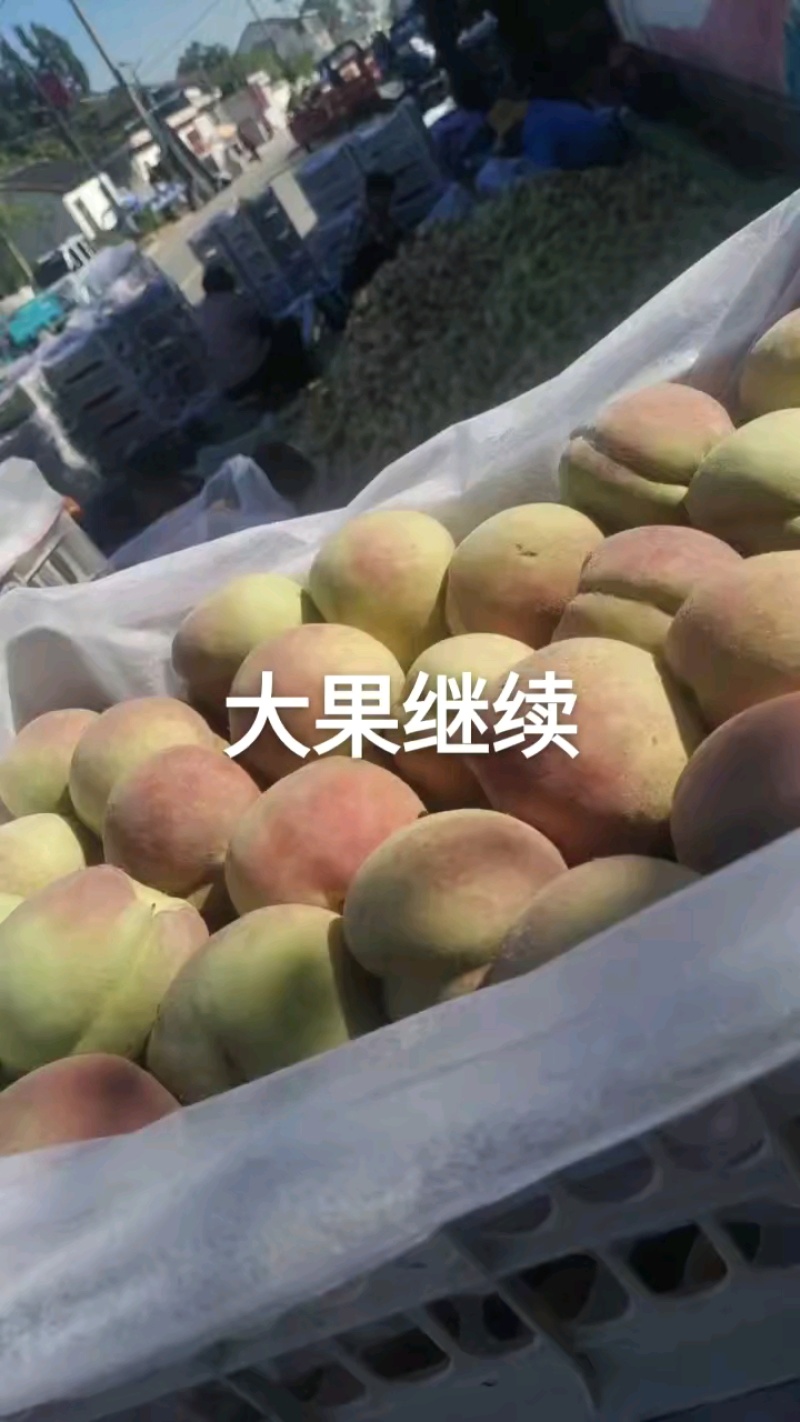 山东沂蒙山区大冬桃)冰糖密三号产地现摘现发货糖度十五以上