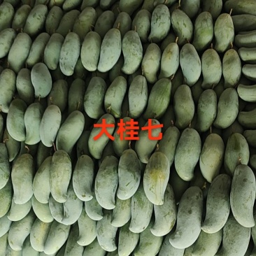 广西百色桂七芒原产地直发，快递整件10斤带箱包邮