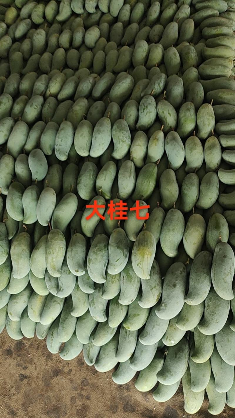 广西百色桂七芒原产地直发，快递整件10斤带箱包邮