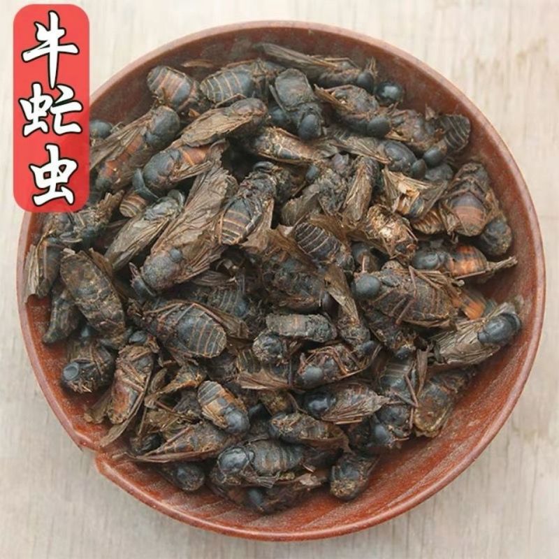牛虻虫中药材正宗新货干货诚信经营中药材合作共赢