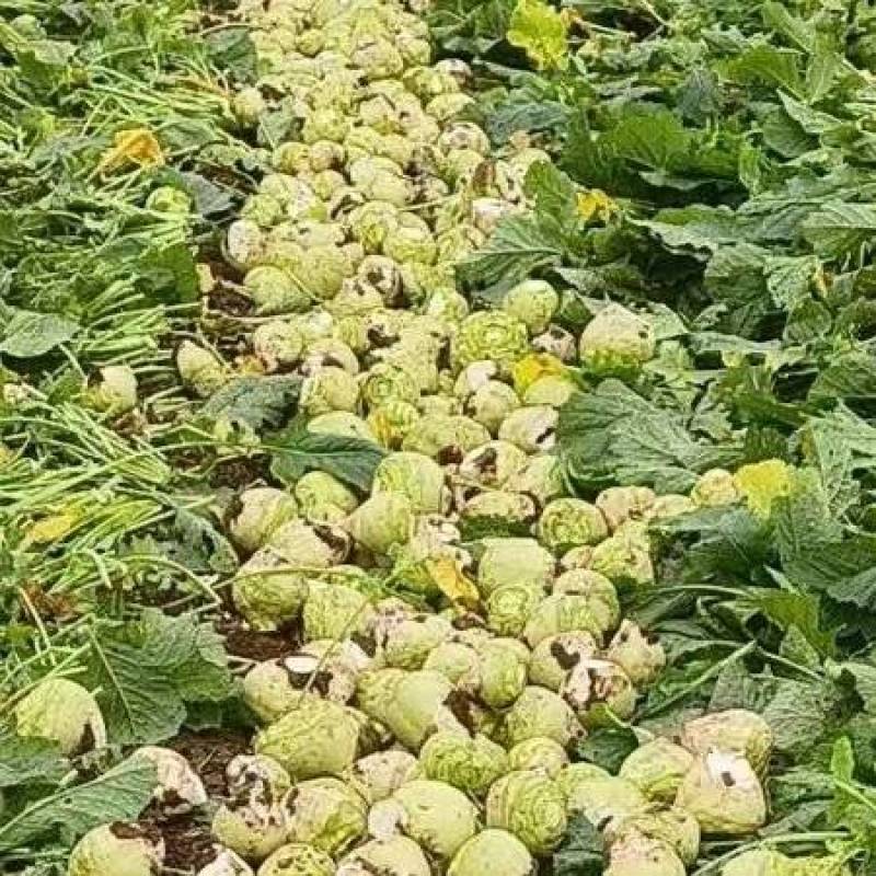 大头菜，芥菜疙瘩，产地直供，市场货，工厂货全。欢迎联系。