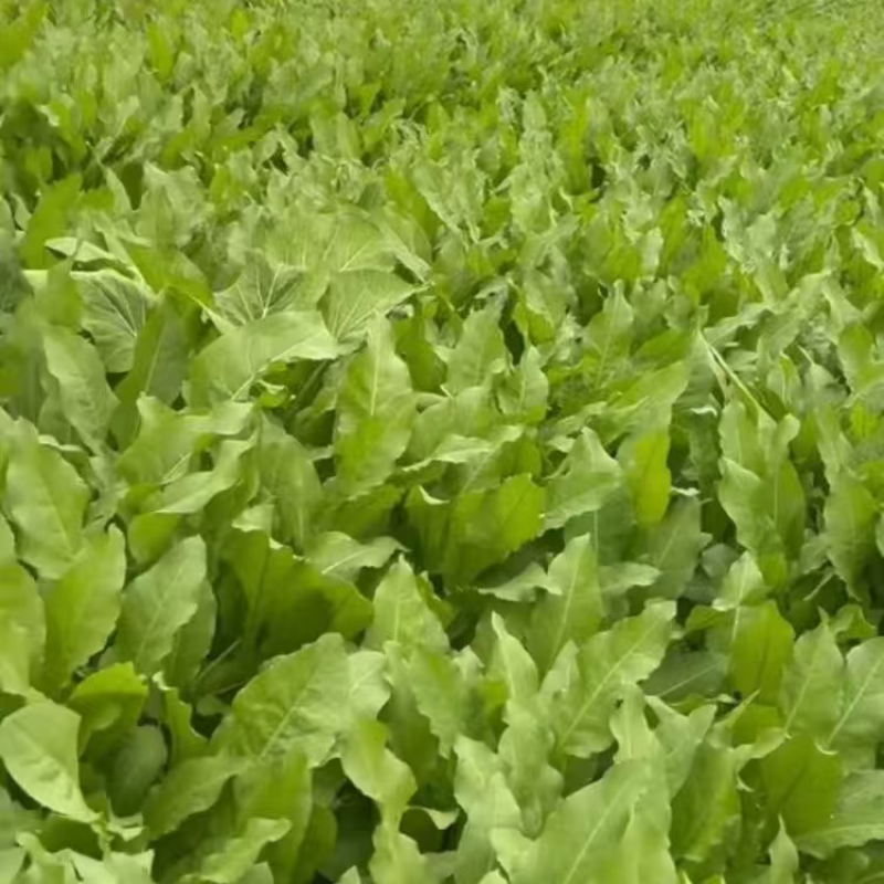 精品食叶草产地直发品质保证量大从优一手货源欢迎联系