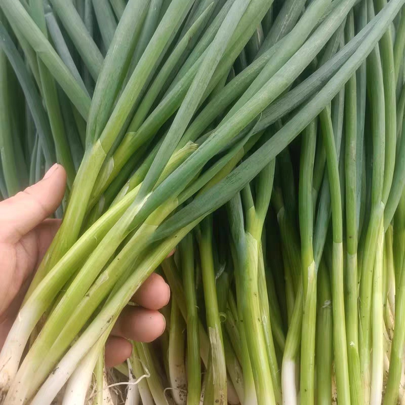 湖北小香葱小葱分葱量大从优支持视频看货发货