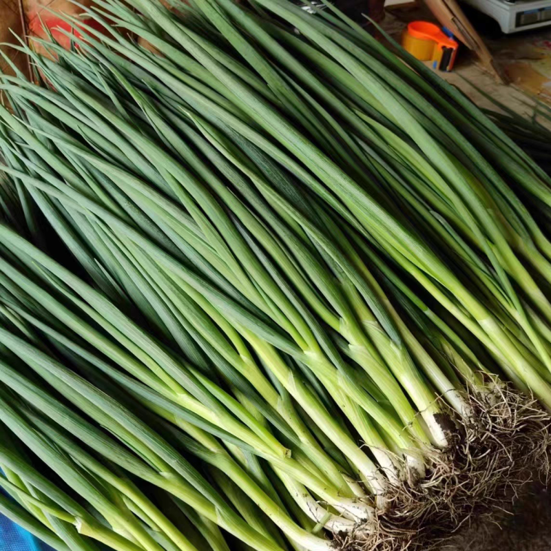 湖北小香葱小葱分葱量大从优支持视频看货发货