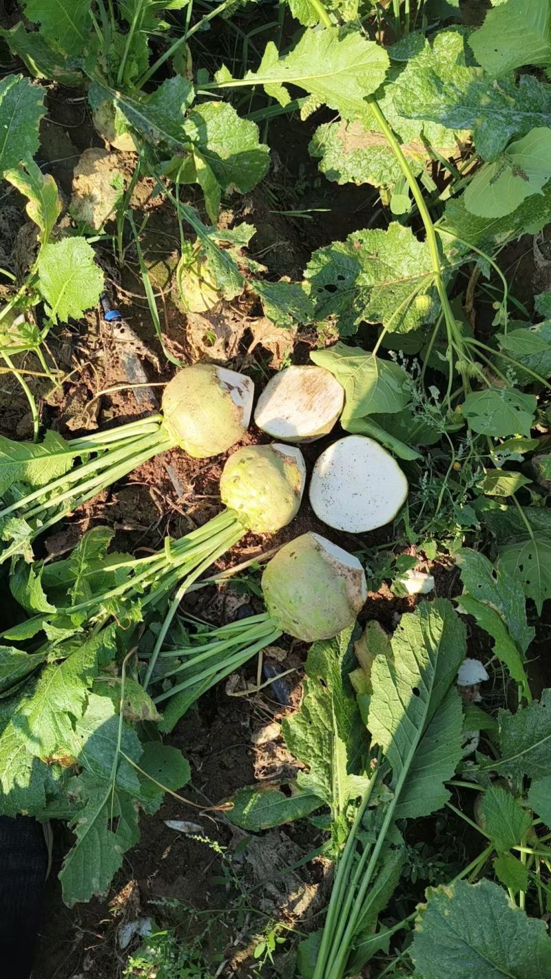 大头菜，芥菜疙瘩，产地直供，市场货，工厂货全。欢迎联系。