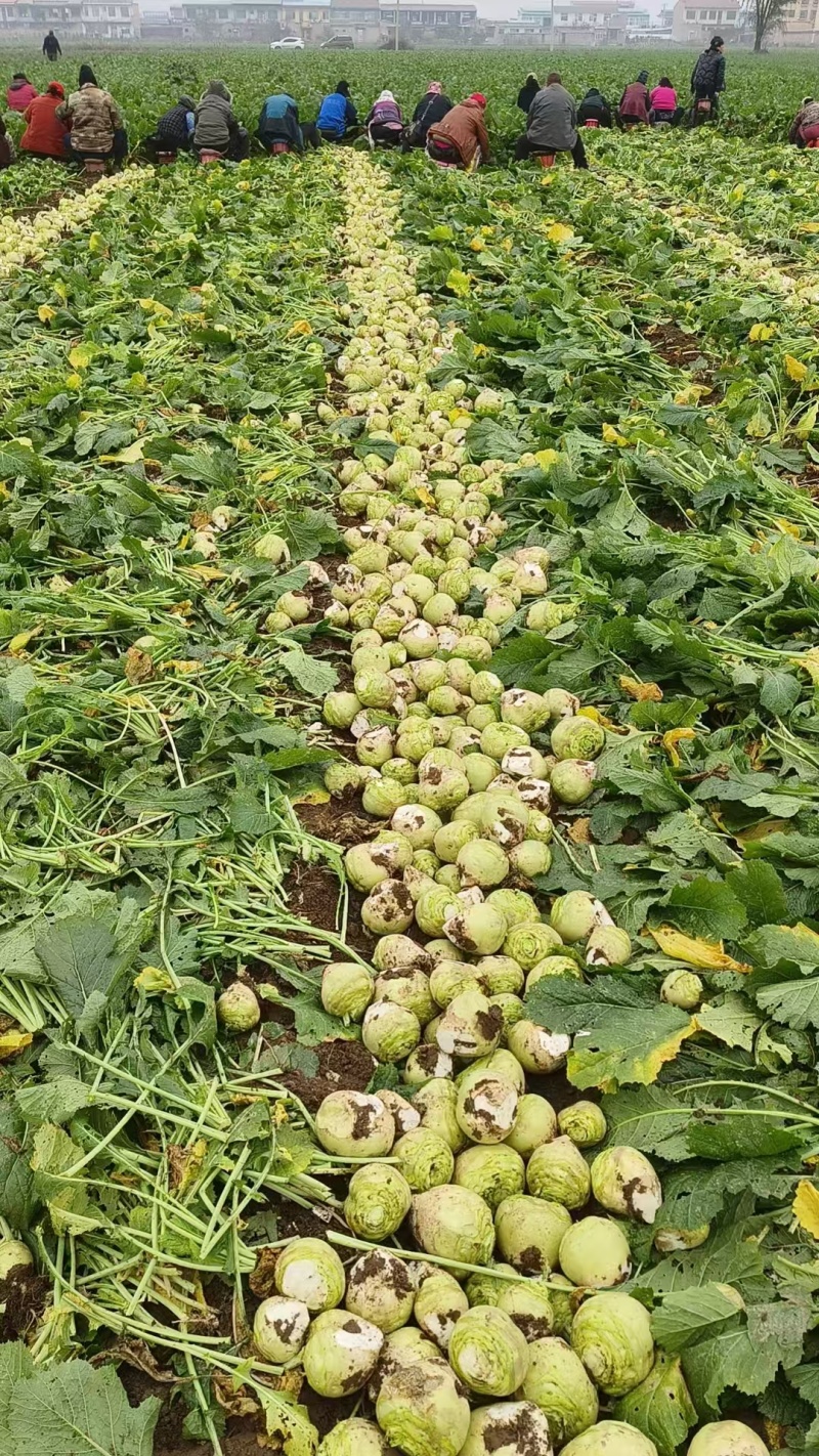 大头菜，芥菜疙瘩，产地直供，市场货，工厂货全。欢迎联系。